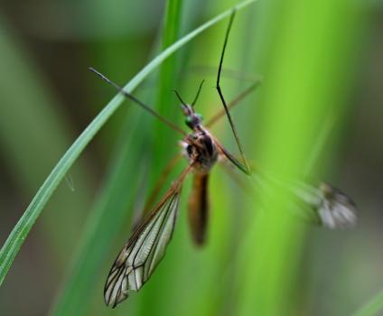 With a dark dorsal stripe and unusual green eyes, Tipula vernalis is easy to identify.