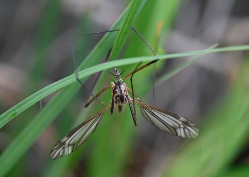 Tipula vernalis is a large cranefly with wings that have a distinctive pattern.