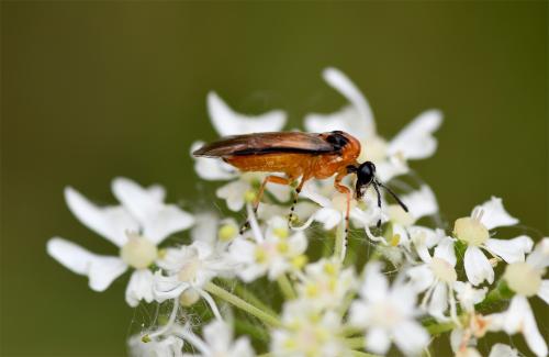 Turnip Sawflies are nectar-drinking insects, seen in here on one of the many white umbellifer flowers in the Cemetery.