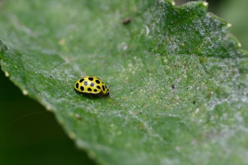 Twenty-two-spot Ladybird, Heene Cemetery, early-August 2025.