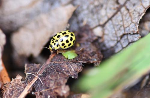 The bright yellow elytra (wing cases) with black spots of the are Twenty-two-spot Ladybird unmistakeable.