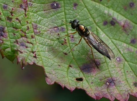 The Twin-spot Centurion is the UK's largest soldier fly, with a wing length of perhaps 10mm and a body length up to 14mm.