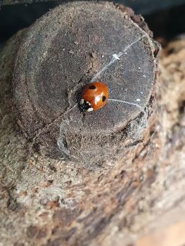 The elytra (wing cases) of this abundant ladybird may be black with red spots or red with black spots.