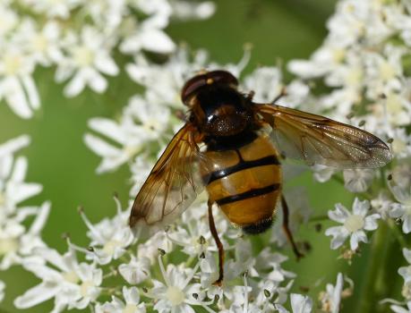 Volucella inanis is one of Britain's larger hoverflies at 12 - 14 millimetres in length. Note the plume-like antennae.