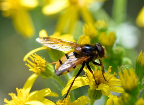 Volucella inanis is one of Britain's larger hoverflies at 12 - 14 millimetres in length.