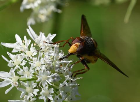 These hoverflies lay eggs in the underground nests of social wasps. When they hatch, the larvae feed on the wasp grubs.