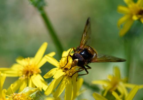 These hoverflies lay eggs in the underground nests of social wasps. When they hatch, the larvae feed on the wasp grubs.