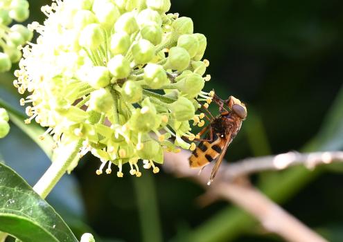The Hornet Mimic Hoverfly is a large hoverfly with a wingspan up to 4cms.
