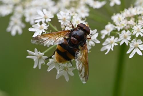 The Hornet Mimic Hoverfly is a large hoverfly with a wingspan up to 4cms.