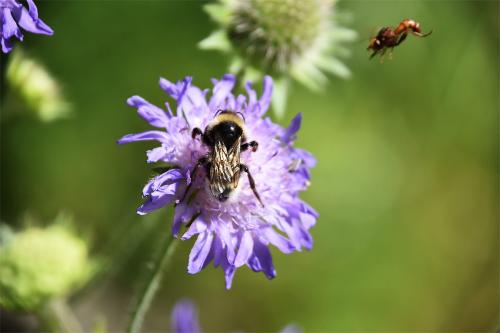 The collar and 2nd abdominal segment of the White-tailed Bumblebee are lemon-yellow, the 'tail' being white.