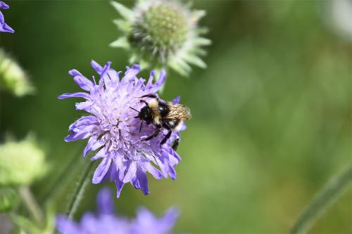 The scutellum and 1st abdominal segment of the White-tailed Bumblebee are black.