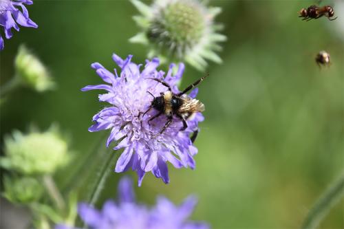 This White-tailed Bumblebee is defending itself against incoming rivals with a flick of a hind leg.