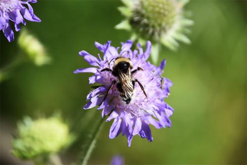  There are 17-24 species of British Bumblebees, depending on which entomologist is compiling the classification.