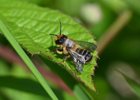 This species visits bellflowers, bird's-foot trefoils, thistles and brambles (it being photographed here on a bramble leaf).