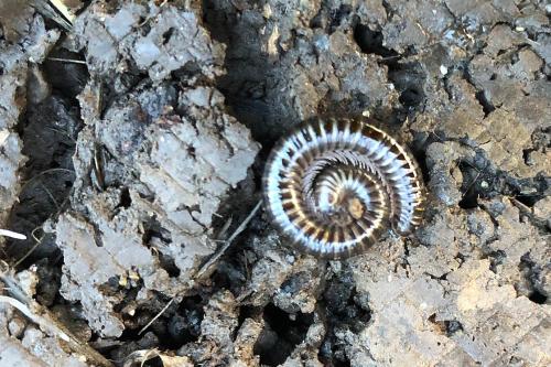 With its shiny grey-black body and its white legs, the White-legged Millipede is one of our most beautiful millipedes.