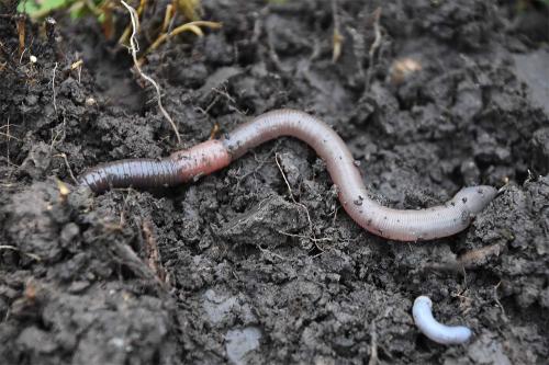 The Grey Worm is a very common endogeic worm that can be distinguished by its pinky-grey colour.
