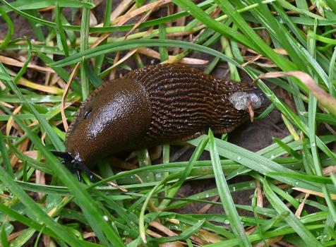 As with the majority of slugs found in the cemetery, these herbivorous creatures live on living and dead plant material and fungi.
