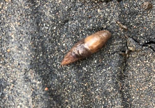 Dusky Slugs range in colour from grey-brown to orange-brown.  They have dark brown bands running down the sides.