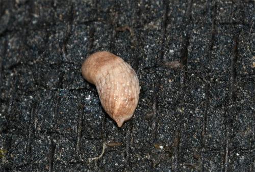The omnivorous Grey Field Slug is one of our most widespread slugs.