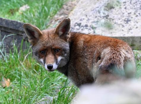 Red Foxes are principally nocturnal in the countryside, and will spend the day under cover, or in a burrow or earth.