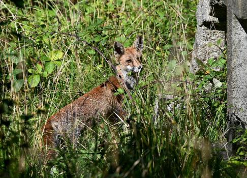 Red Foxes are principally nocturnal in the countryside, and will spend the day under cover, or in a burrow or earth.