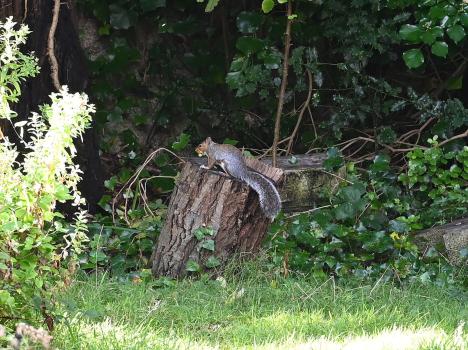 The ever wary Grey Squirrel keeps its distance from people.