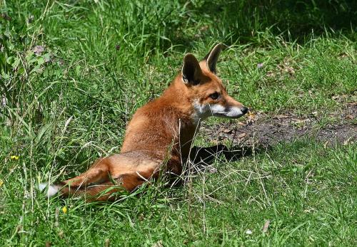 With its red-brown coat, long bushy tail with white tip, narrow muzzle, and large erect ears, the Red Fox is unmistakeable.