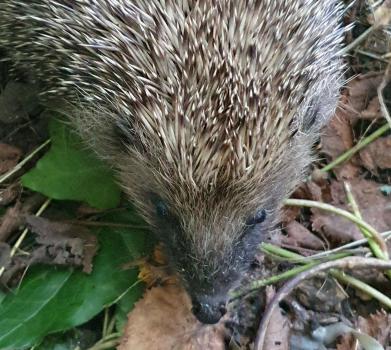 A close-up of one of the rescue hedgehogs we are looking after in Heene Cemetery.