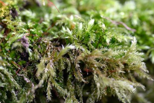 This is a large woodland moss forming loose medium-sized patches in a variety of habitats, and in turf in the cemetery.