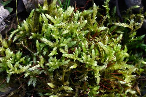 This is a large woodland moss forming loose medium-sized patches in a variety of habitats. Its red capsule stalks appear rough when viewed with a hand lens.