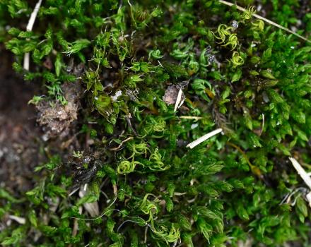 This deep-green (sometimes yellowish) moss grows in flat patches or tufts.