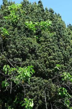 The grey-brown bark peels, and the needle-like leaves grow round the main stem, not in rows.
