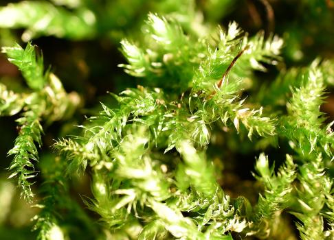 This is a large woodland moss forming loose medium-sized patches in a variety of habitats, and in turf in the cemetery.
