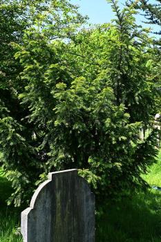 Yes is a long-lived tree that has short, flat needles for leaves.