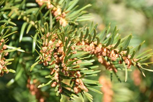 Yes is a long-lived tree that has short, flat needles for leaves.