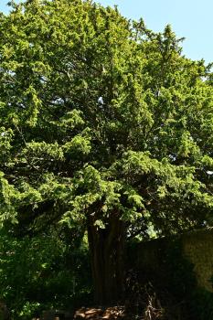 Yew trees were planted in churchyards, especially at entrances, to keep cattle out.