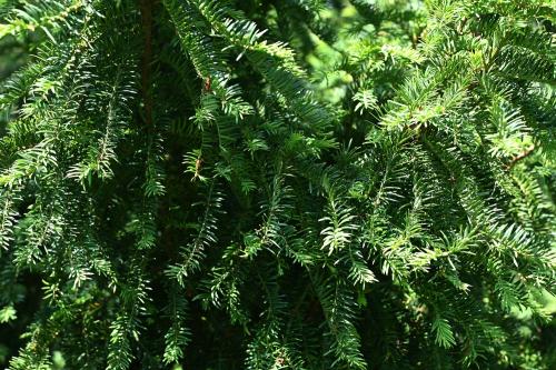 Yes is a long-lived tree that has short, flat needles for leaves.