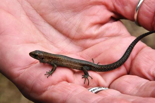 Common Lizards gives birth to live young in July or August, and neither parent gives any parental care.