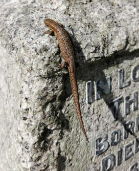 It is a speedy carnivore, subsisting on insects, arachnids, and other invertebrates.