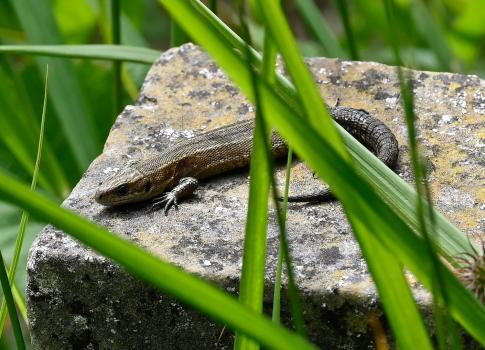 Common Lizard, Heene Cemetery, late-May 2025.