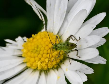 Nymphs emerge in May. This one, shown here on a Daisy (not an Oxeye Daisy), can only be 2 millimetres long.