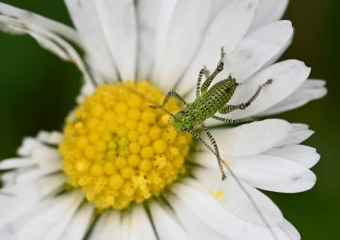 Nymphs emerge in May. This one, shown here on a Daisy (not an Oxeye Daisy), can only be 2 millimetres long.