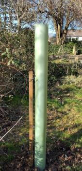 A newly-planted disease-resistant Elm, 4th March 2025, one of two.