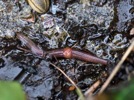 The Compost Worm is usually found in decaying leaf litter (or garden compost), under damp bark and in manure heaps. One of its characteristics is the paler saddle.