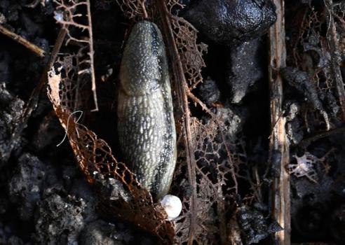 The Dotted Slug is a grey and white slug with a pair of dark-coloured longitudinal stripes.