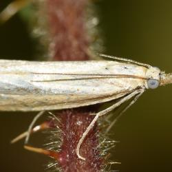 This commonplace, small moth can be found in grasslands, gardens, woodland, heathland and fens throughout Britain.