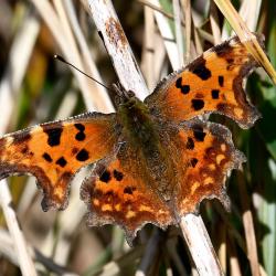The Comma butterfly's rapid flight is interspersed with twisting glides, and the males are aggressive defenders of territory.