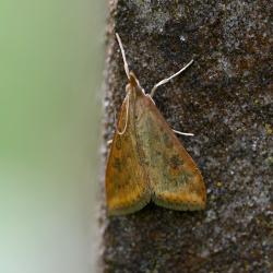 The Rusty Dot Pearl is a small moth (10–15 millimetres; wingspan 18–22 millimetres) that has multiple generations each year.