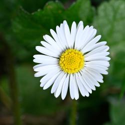 Our native daisy is ubiquitous and instantly recognisable.