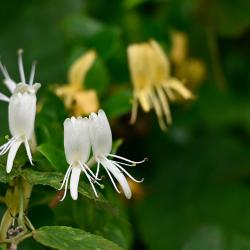 This honeysuckle is not native to Britain and was introduced from China, Manchuria, Japan and Korea.